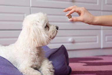 6 Best Worming Tablets for Puppies in 2025