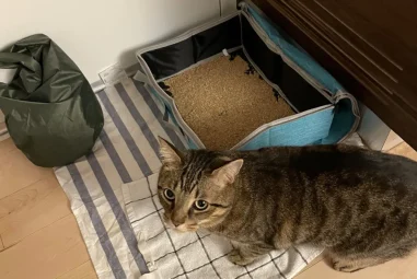 8 Best Travel-Friendly Litter Boxes for Cats in 2025